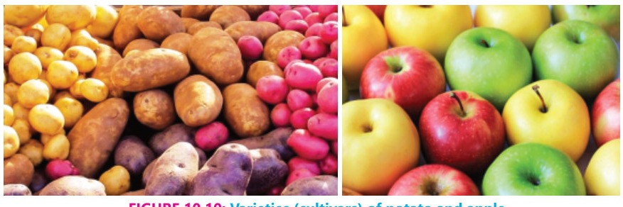 Fig 10.10: Varieties (cultivars) of potato and apple