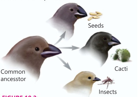 Fig 10.2: Finches with different beak sizes and shapes