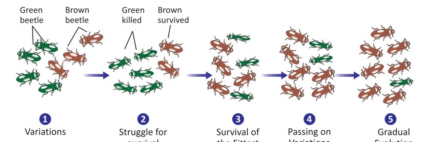 Fig 10.4: Process of natural selection