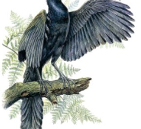Fig 10.6: Archaeopteryx