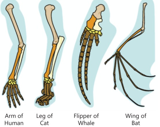 Fig 10.7: Homologous Structures