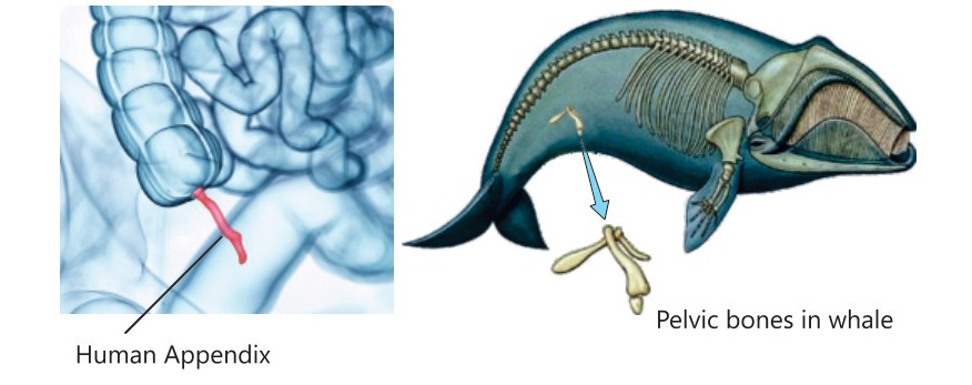 Fig 10.8: Vestigial organs