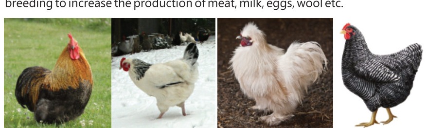 Fig 10.9: Different breeds of hen