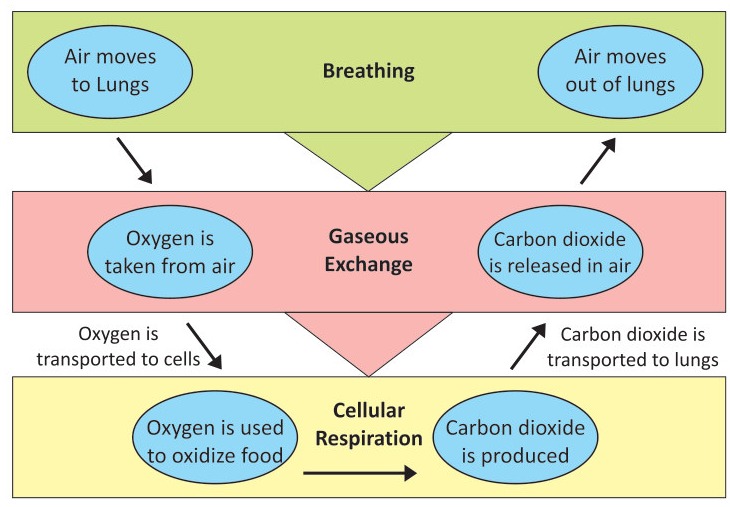 Fig 2.1: Relationship between respiration, gaseous exchange and breathing