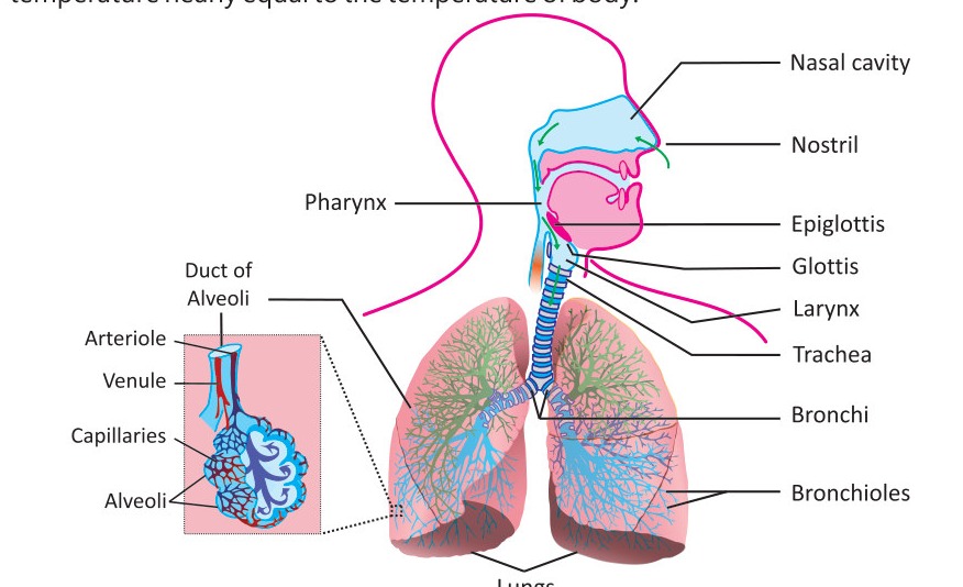 Fig 2.2: The air passageway and the lungs