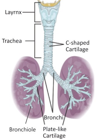 Fig 2.3: Cartilage in Trachea and bronchi