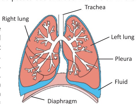 Fig 2.4: The lungs