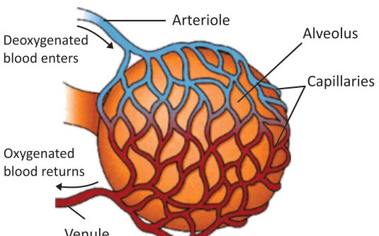 Fig 2.5: Blood circulation in lungs (around an alveolus)