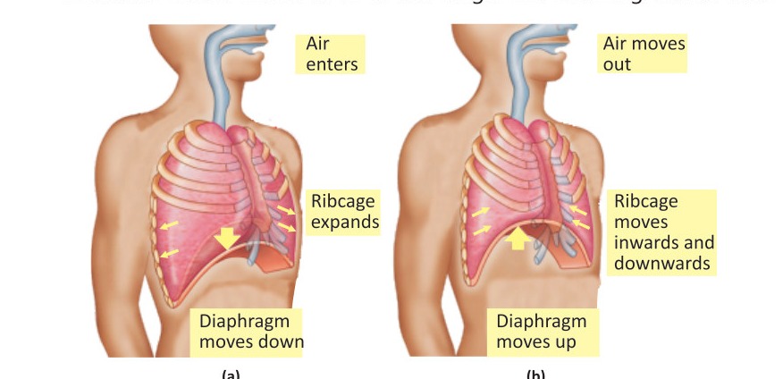 Fig 2.6: Breathing: (a) Inhalation (b) Exhalation