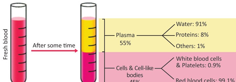 Fig 3.1: Percentage composition of blood