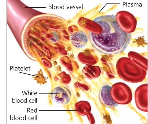 Fig 3.2: Blood composition