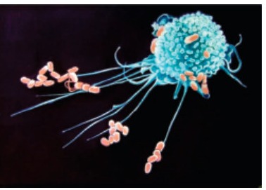 Fig 3.3: A macrophages engulfing the bacteria