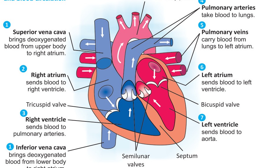 Fig 3.5: Human Heart: Structure and Blood Circulation