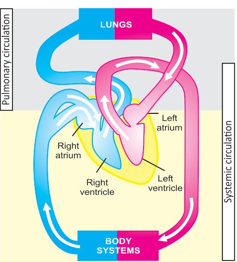 Fig 3.6: Pulmonary and systemic circulations