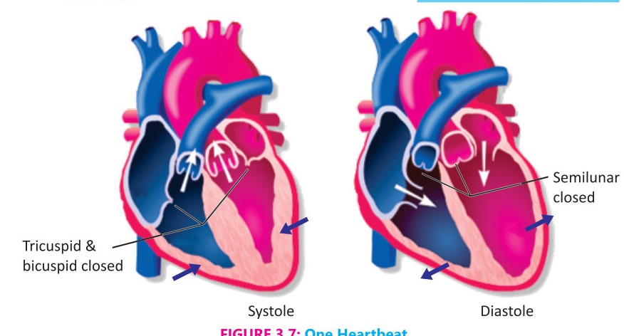 Fig 3.7: One Heartbeat