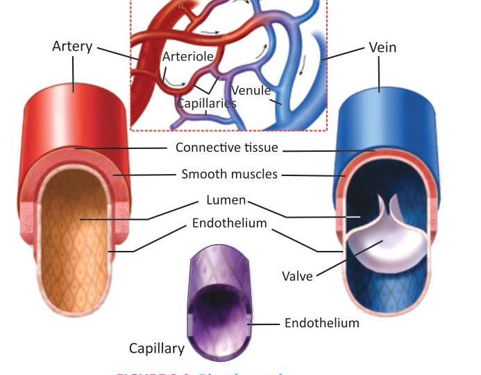 Fig 3.8: Blood Vessels