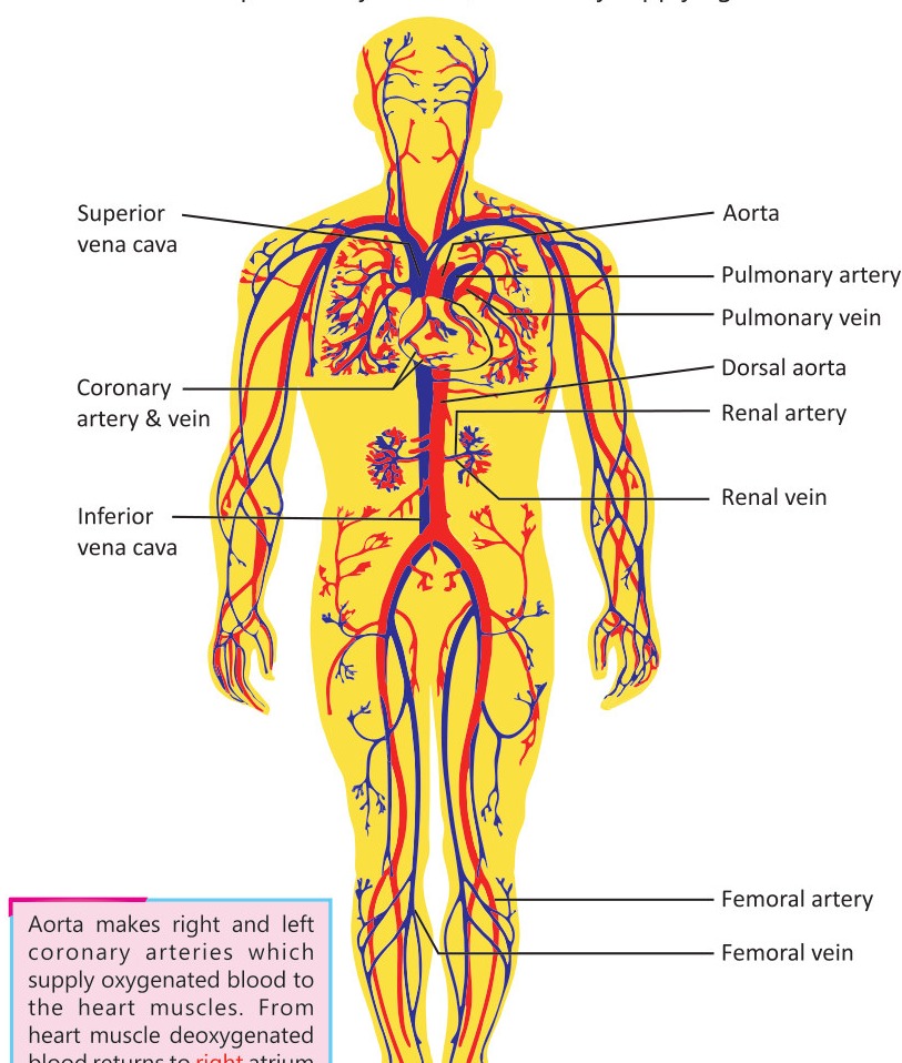 Fig 3.9: Major Arteries and Veins in human body