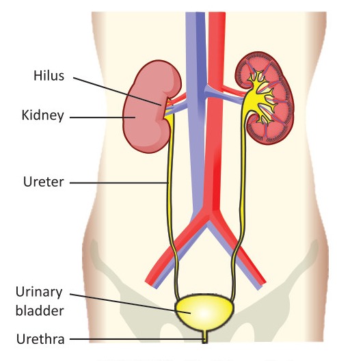 Fig 4.1: The Urinary System