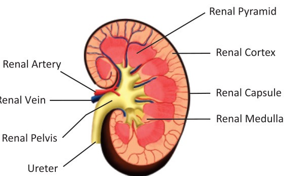 Fig 4.2: Structure of Kidney