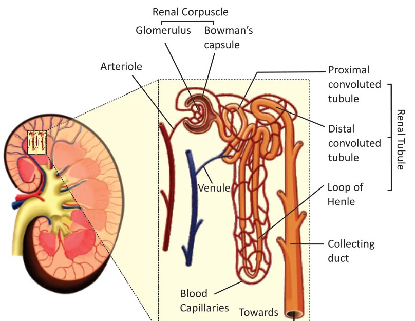 Fig 4.3: The structure of Nephron