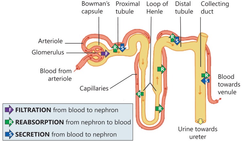 Fig 4.4: Functioning of Kidney