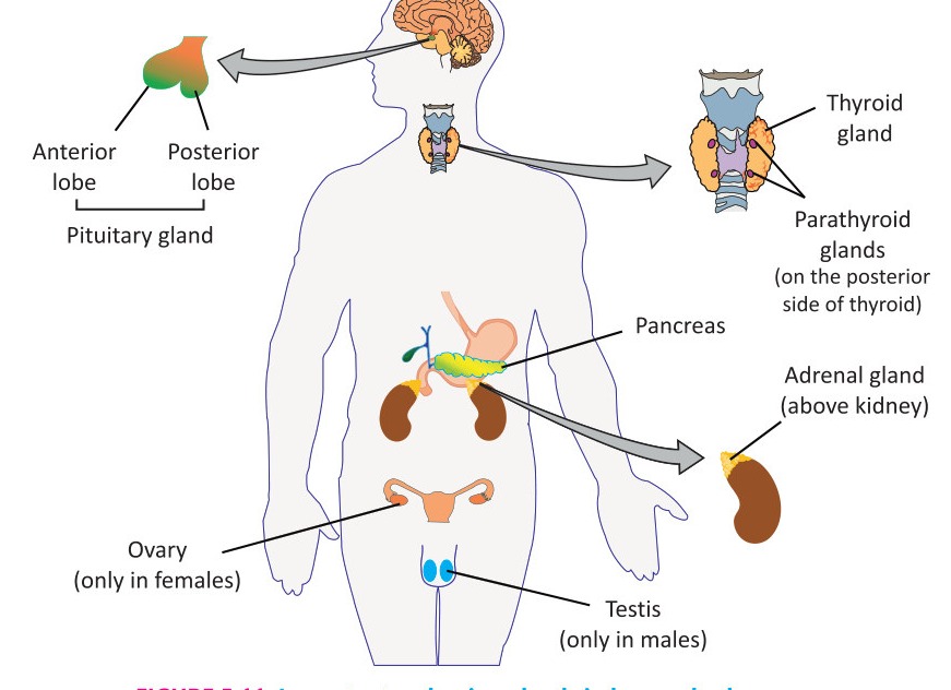 Fig 5.13: Important endocrine glands in human body