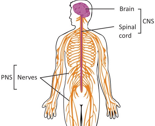 Fig 5.5: Nerve