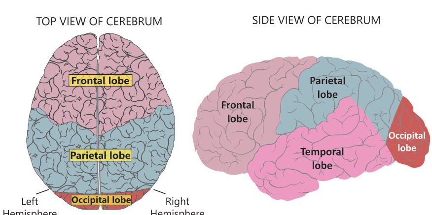 Fig 5.6: CNS and PNS