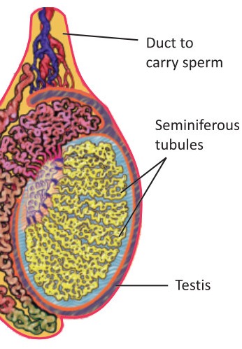 Fig 6.1: A testis