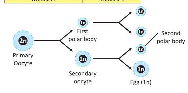 Fig 6.4: Oogenesis