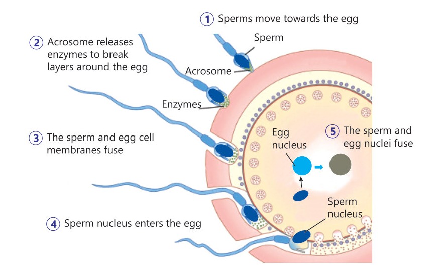Fig 6.5: Steps of fertilization