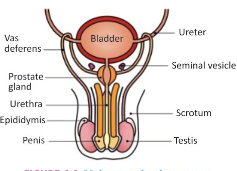 Fig 6.6: Male reproductive system