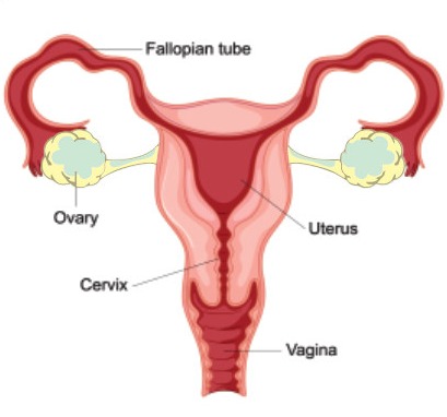 Fig 6.7: Female reproductive system