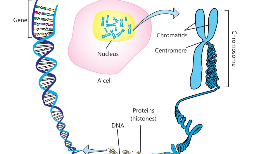 Fig 7.1: Chemical composition of chromosome