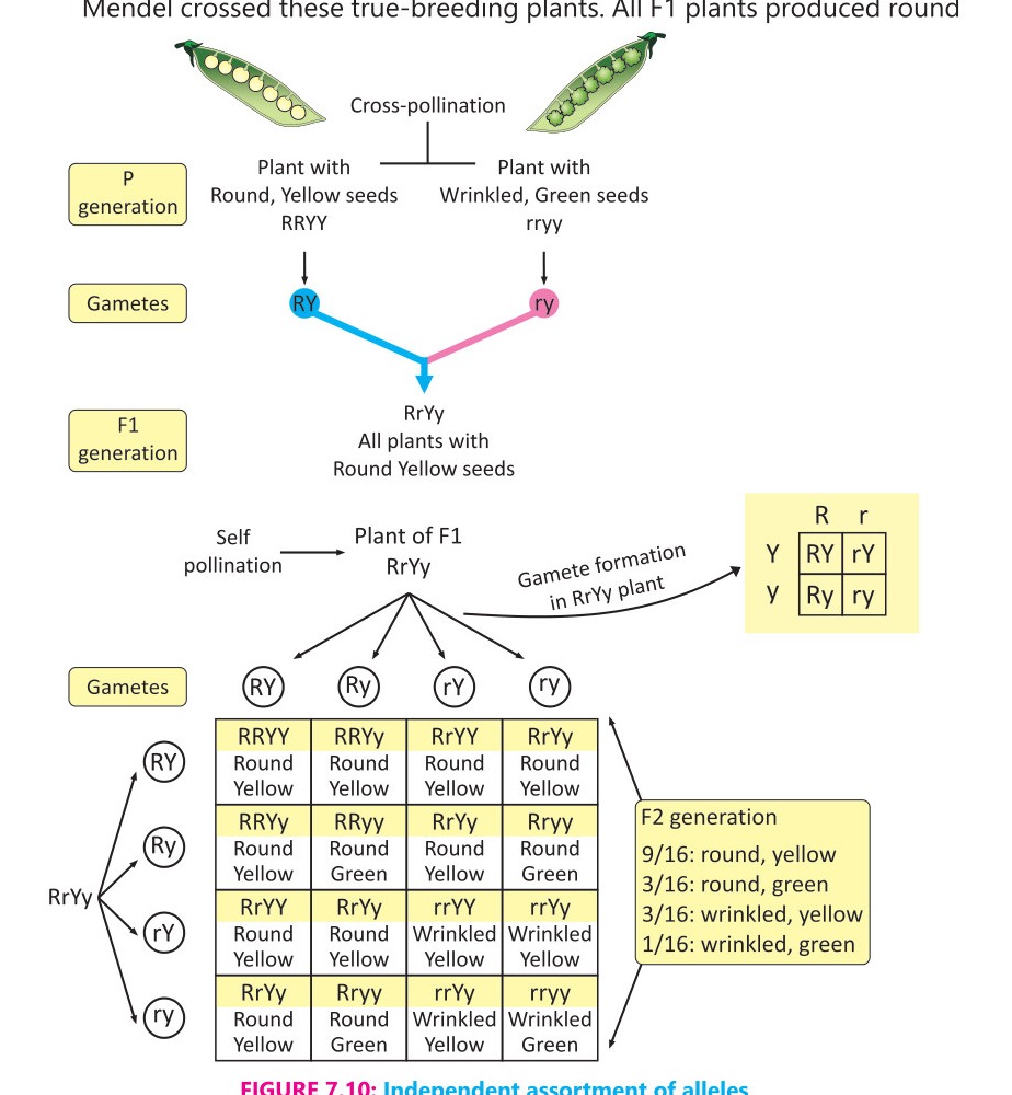 Fig 7.10: Independent assortment of alleles