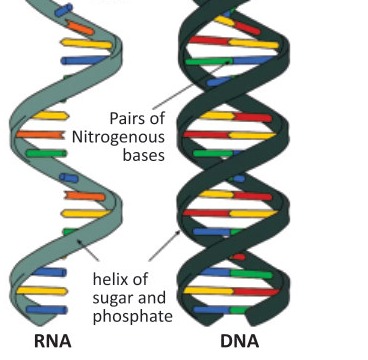 Fig 7.2: RNA and DNA