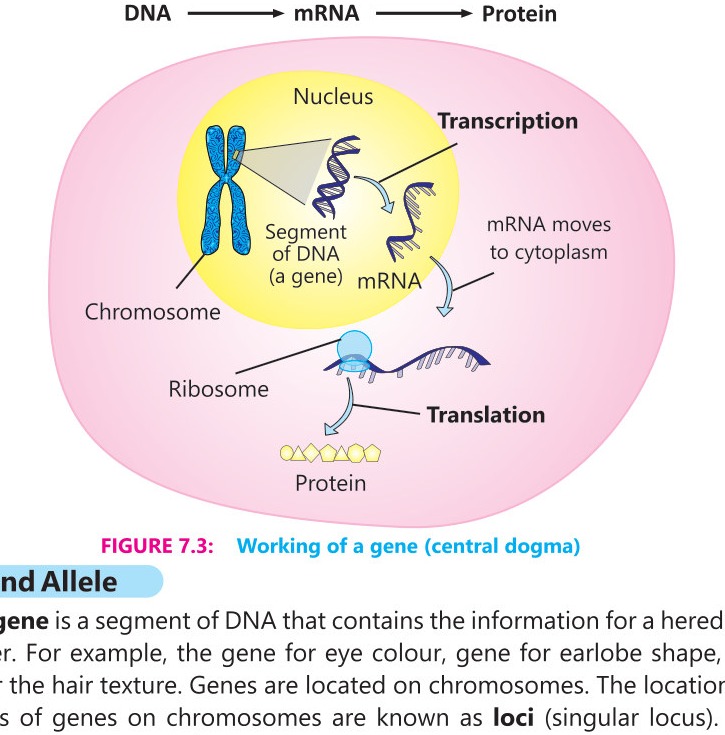 Fig 7.3: Working of a Gene (central dogma)