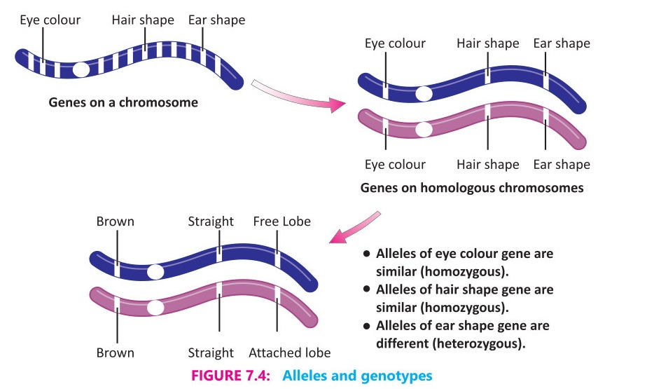 Fig 7.4: Alleles and genotypes