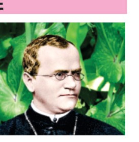 Fig 7.5: Gregor Mendel