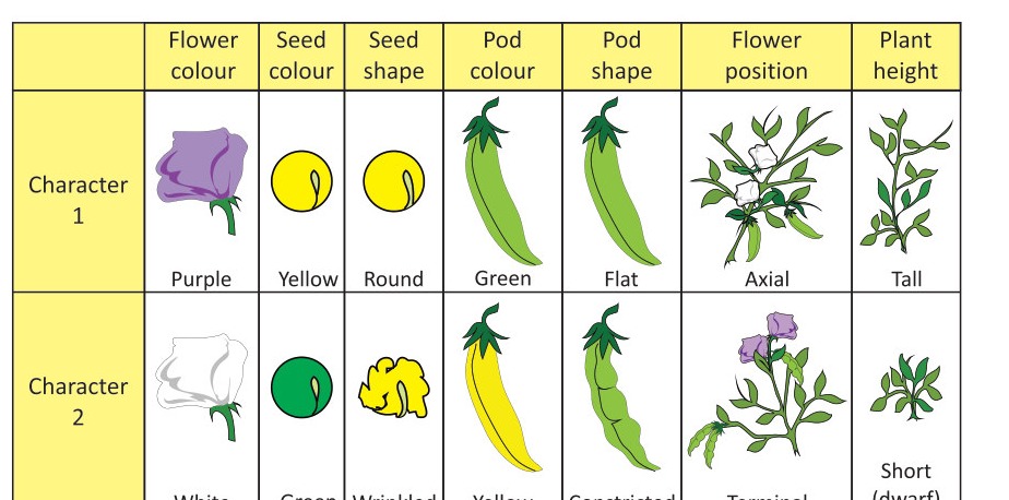 Fig 7.6: Distinguishing characters in plant, studied by Mendel