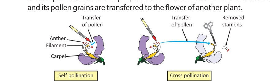 Fig 7.7: Self and Cross-pollination in pea plants