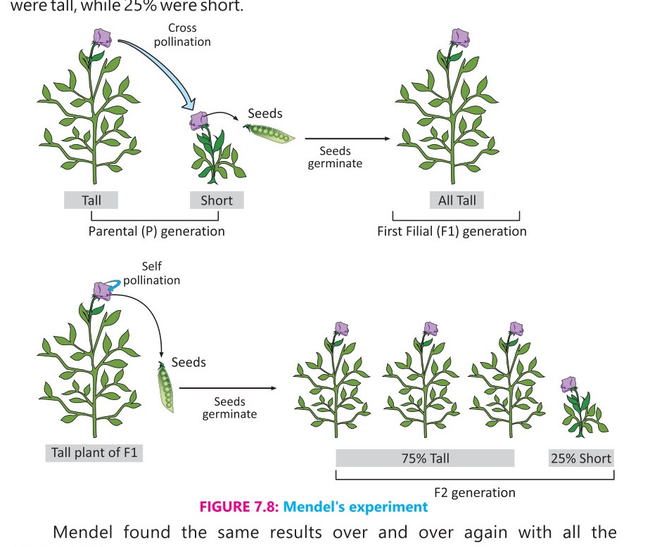 Fig 7.8: Mendel's Experiment