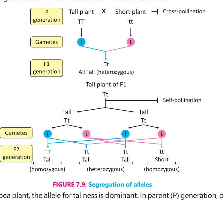 Fig 7.9: Segregation of alleles