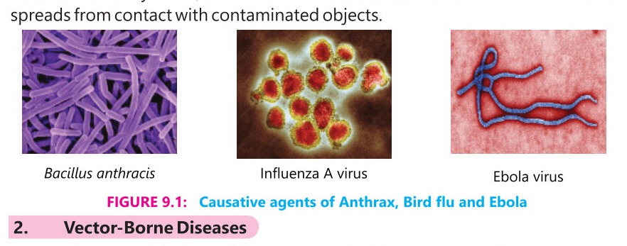 Fig 9.1: Causative agents of Anthrax, Bird flu and Ebola