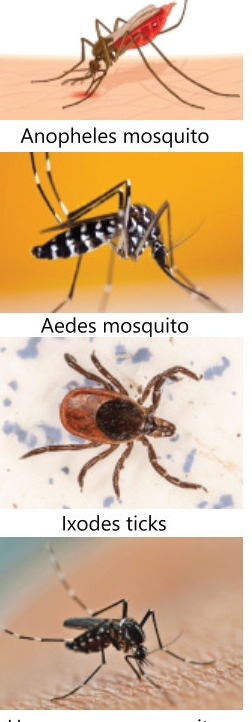 Fig 9.2: Some vectors that transmit diseases