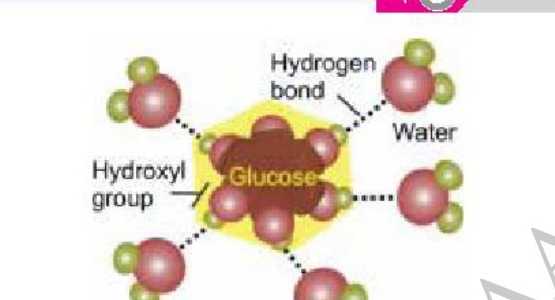 Fig 4.8: Water as a solvent of organic molecules (glucose)