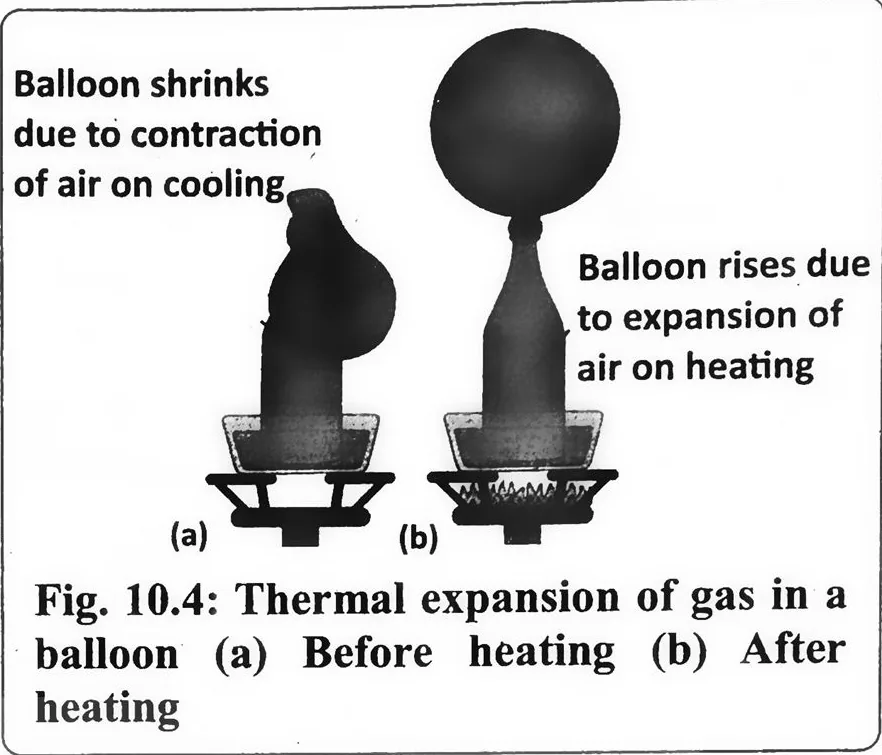 Fig 10.4: Thermal expansion of gas in a balloon (a) Before heating (b) After heating