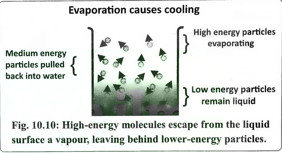 Fig 10.10: High-energy molecules escape from the liquid surface a vapour, leaving behind lower-energy particles.