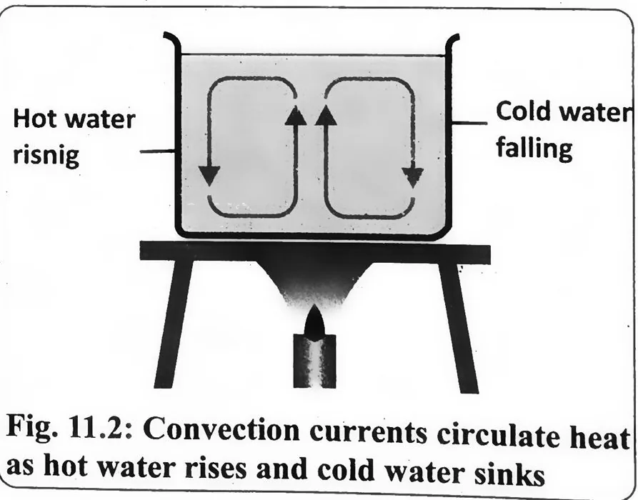 Fig 11.2: Convection currents circulate heat as hot water rises and cold water sinks