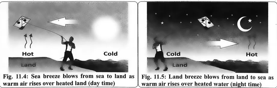 Fig 11.4: Sea breeze blows from sea to land as warm air rises over heated land (day time)